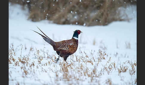 Fasan (Phasianus colchicus)