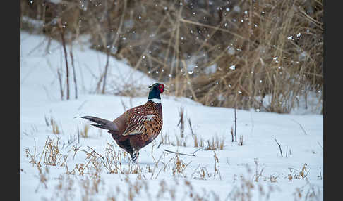 Fasan (Phasianus colchicus)