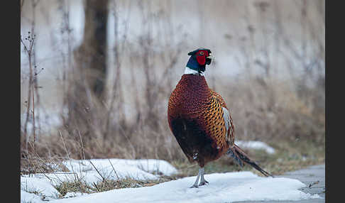 Fasan (Phasianus colchicus)