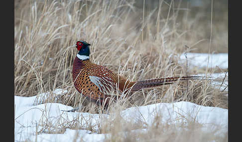 Fasan (Phasianus colchicus)