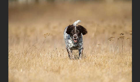 Haushund (Canis lupus familiaris)