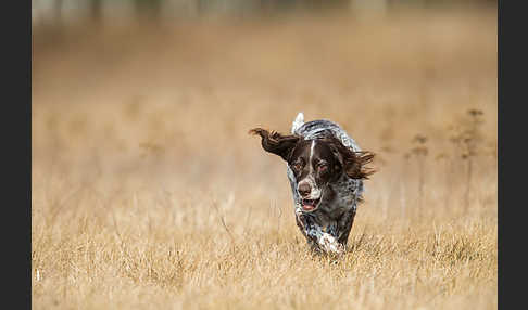 Haushund (Canis lupus familiaris)