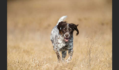 Haushund (Canis lupus familiaris)