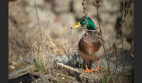 Stockente (Anas platyrhynchos)