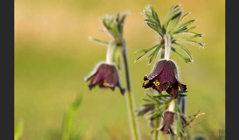 Wiesen-Kuhschelle (Pulsatilla pratensis)