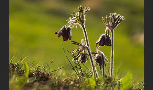 Wiesen-Kuhschelle (Pulsatilla pratensis)