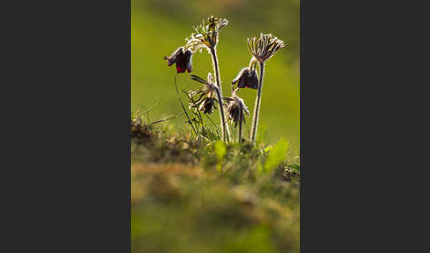 Wiesen-Kuhschelle (Pulsatilla pratensis)