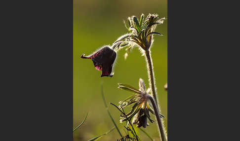 Wiesen-Kuhschelle (Pulsatilla pratensis)