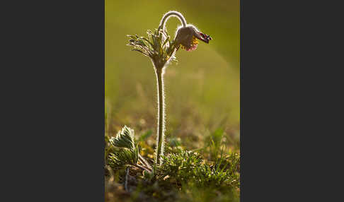 Wiesen-Kuhschelle (Pulsatilla pratensis)