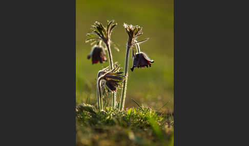 Wiesen-Kuhschelle (Pulsatilla pratensis)