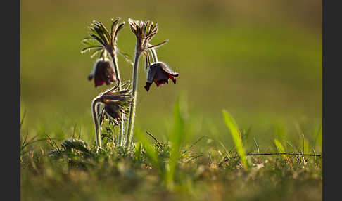 Wiesen-Kuhschelle (Pulsatilla pratensis)