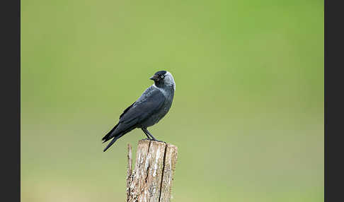 Dohle (Corvus monedula)