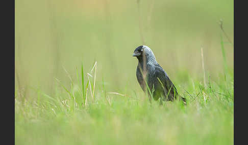 Dohle (Corvus monedula)