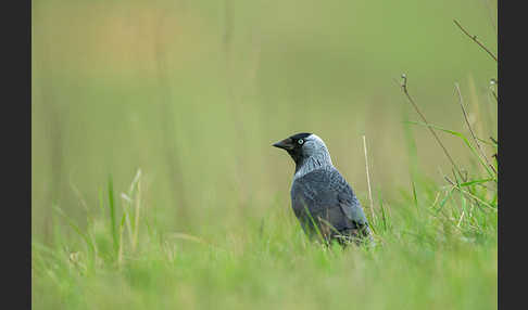 Dohle (Corvus monedula)