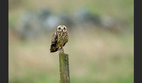 Sumpfohreule (Asio flammeus)