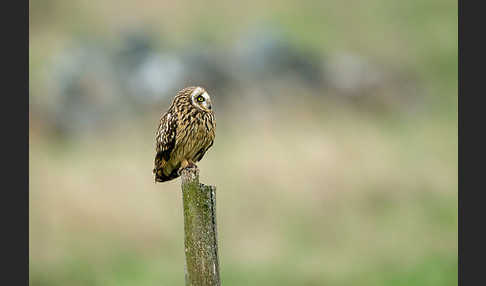 Sumpfohreule (Asio flammeus)