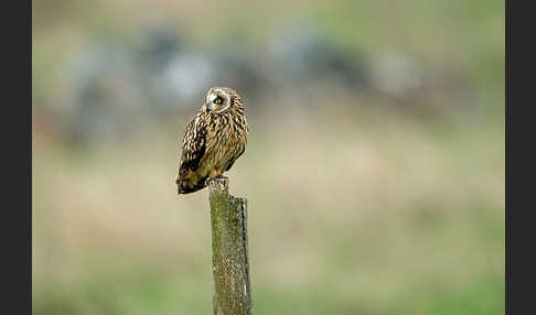 Sumpfohreule (Asio flammeus)