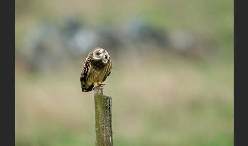 Sumpfohreule (Asio flammeus)