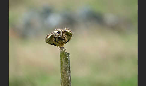 Sumpfohreule (Asio flammeus)