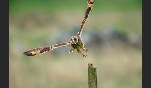 Sumpfohreule (Asio flammeus)