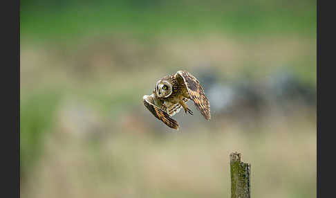 Sumpfohreule (Asio flammeus)