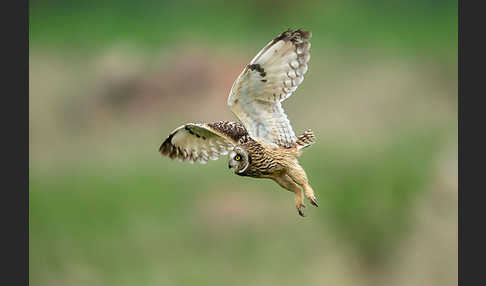 Sumpfohreule (Asio flammeus)