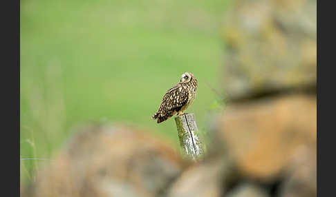 Sumpfohreule (Asio flammeus)