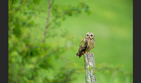 Sumpfohreule (Asio flammeus)