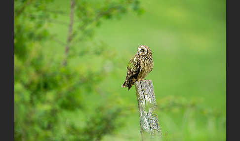 Sumpfohreule (Asio flammeus)