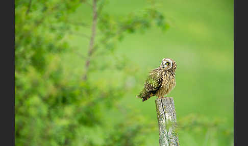 Sumpfohreule (Asio flammeus)