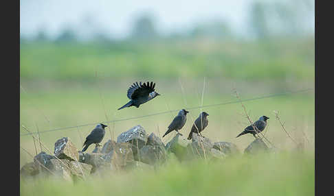 Dohle (Corvus monedula)