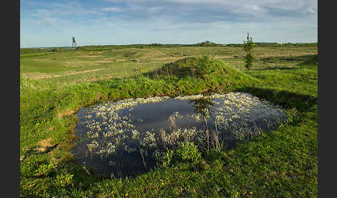 Schild-Wasser-Hahnenfuß (Ranunculus peltatus)