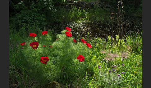 Schmalblättrige Pfingstrose (Paeonia tenuifolia)