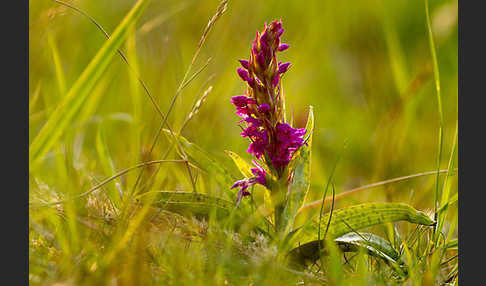 Breitblättrige Kuckucksblume (Dactylorhiza majalis)