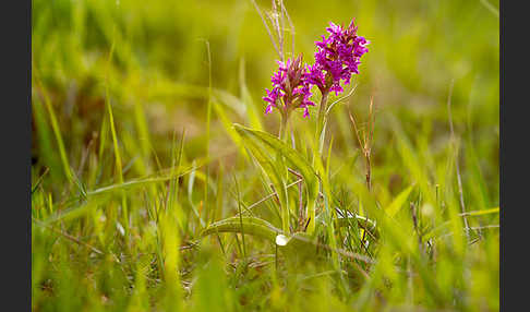 Breitblättrige Kuckucksblume (Dactylorhiza majalis)