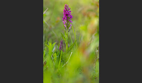 Breitblättrige Kuckucksblume (Dactylorhiza majalis)