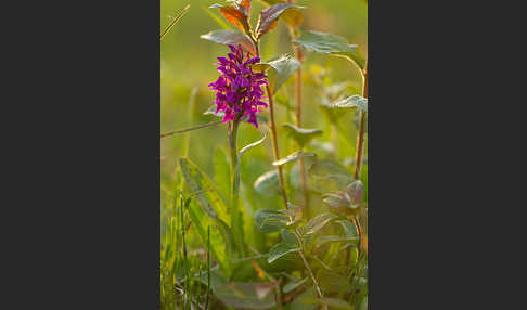 Breitblättrige Kuckucksblume (Dactylorhiza majalis)