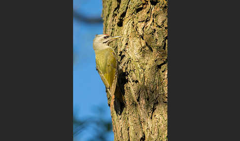 Grauspecht (Picus canus)