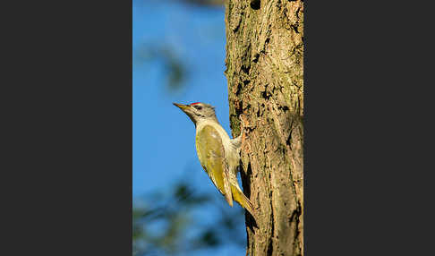 Grauspecht (Picus canus)