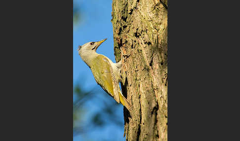 Grauspecht (Picus canus)