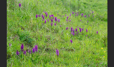 Breitblättrige Kuckucksblume (Dactylorhiza majalis)