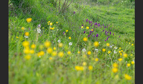 Breitblättrige Kuckucksblume (Dactylorhiza majalis)