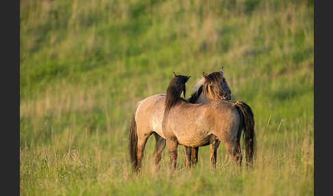 Konik (Equus caballus sspec.)