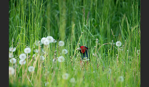 Fasan (Phasianus colchicus)