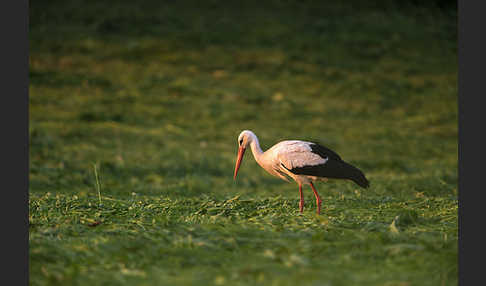 Weißstorch (Ciconia ciconia)