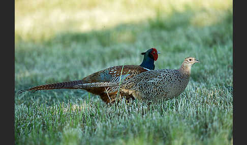 Fasan (Phasianus colchicus)