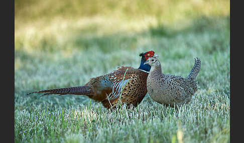 Fasan (Phasianus colchicus)