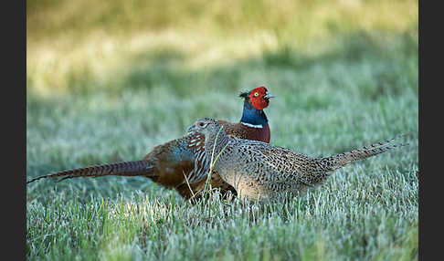 Fasan (Phasianus colchicus)