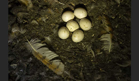 Schleiereule (Tyto alba)