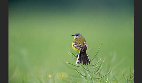 Wiesenschafstelze (Motacilla flava)